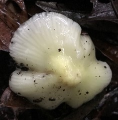 Favolus fuscolineatus