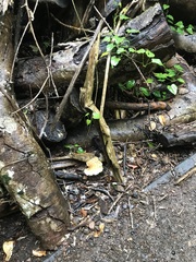 Favolus fuscolineatus