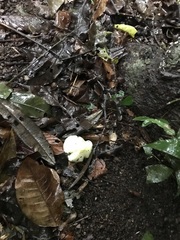 Favolus fuscolineatus