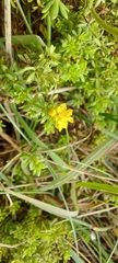 Galium arenarium