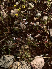 Lithophragma glabrum