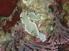 Glossodoris angasi