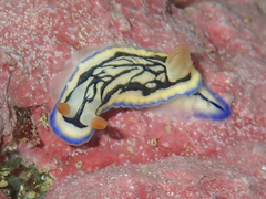 Hypselodoris maritima