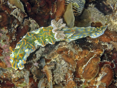 Miamira flavicostata