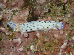 Hypselodoris bertschi