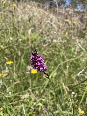 Cullen microcephalum