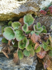Asarina procumbens