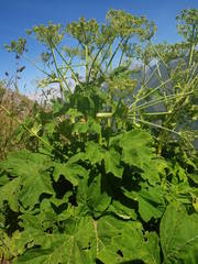 Heracleum sphondylium pyrenaicum