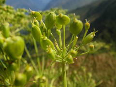 Heracleum sphondylium pyrenaicum