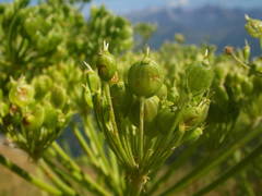 Heracleum sphondylium pyrenaicum