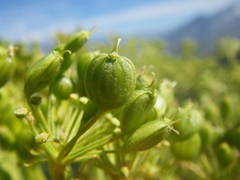 Heracleum sphondylium pyrenaicum