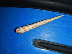 Terebra commaculata