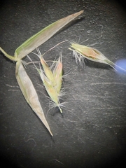 Rytidosperma buchananii