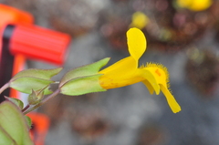 Erythranthe microphylla