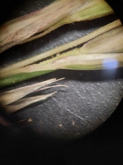 Rytidosperma buchananii