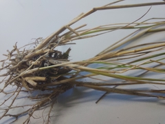 Rytidosperma buchananii