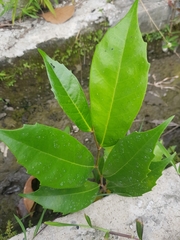 Ficus tinctoria gibbosa
