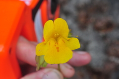 Erythranthe microphylla