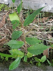 Ficus tinctoria gibbosa