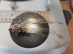 Rytidosperma corinum