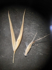 Rytidosperma corinum