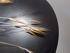 Rytidosperma corinum