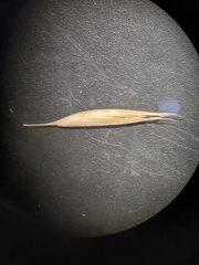 Rytidosperma corinum