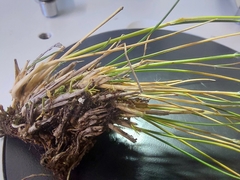 Rytidosperma corinum