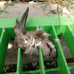 Columbidae