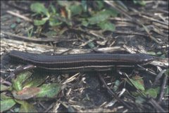 Pseudemoia rawlinsoni