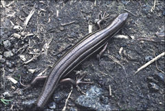 Pseudemoia rawlinsoni