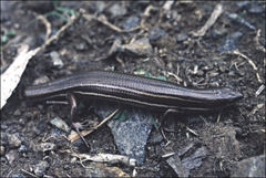 Pseudemoia rawlinsoni