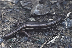 Pseudemoia rawlinsoni