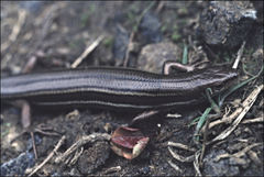 Pseudemoia rawlinsoni