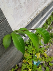 Ficus tinctoria gibbosa