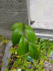 Ficus tinctoria gibbosa