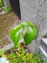 Ficus tinctoria gibbosa