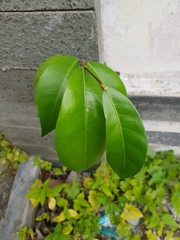 Ficus tinctoria gibbosa