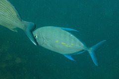 Ferdauia orthogrammus