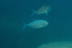 Ferdauia orthogrammus