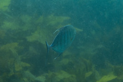 Ferdauia ferdau