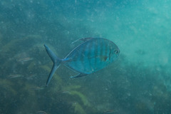 Ferdauia ferdau