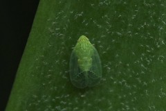 Kallitaxila granulata