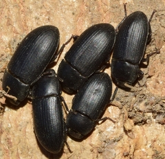 Opatroides punctulatus