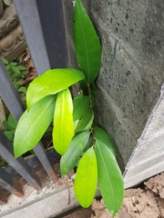 Ficus tinctoria gibbosa