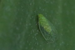 Kallitaxila granulata