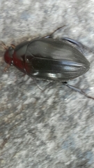 Hydrophilus piceus