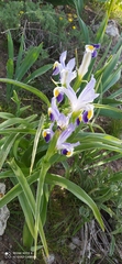Iris warleyensis