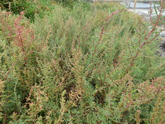 Suaeda australis