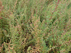 Suaeda australis